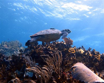 Dog Island <span class="text-color-primary text-sm"> (★4.1)</span>