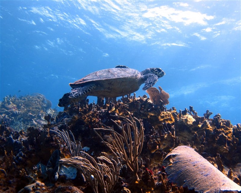 Divesite Image