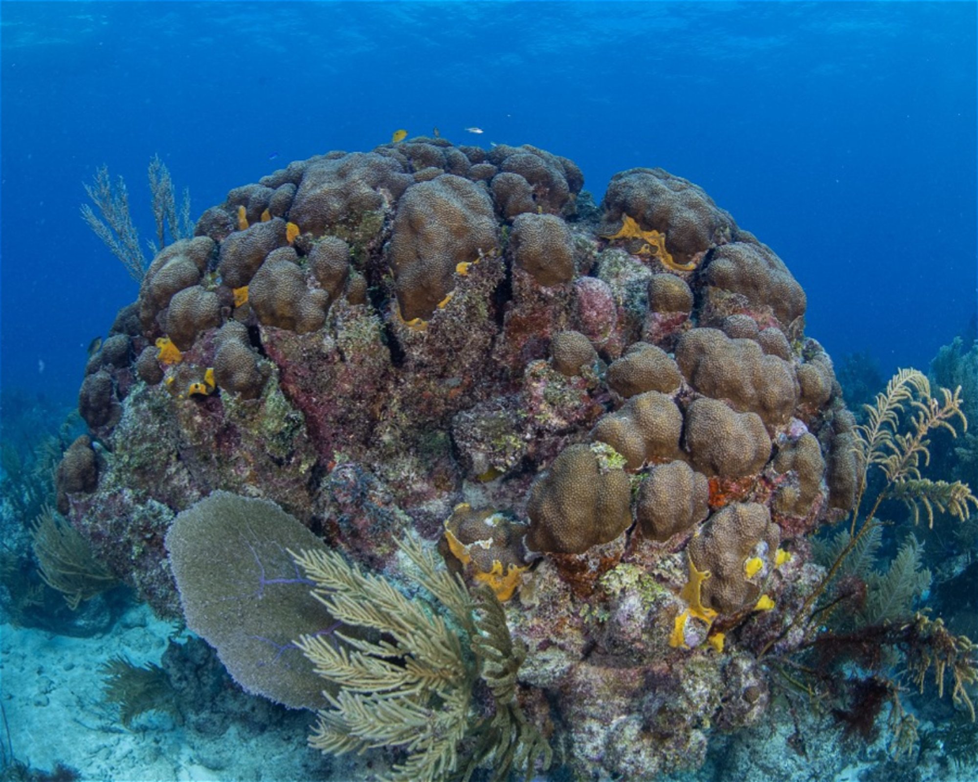 DeepSee Adventure, 77580 Puerto Morelos