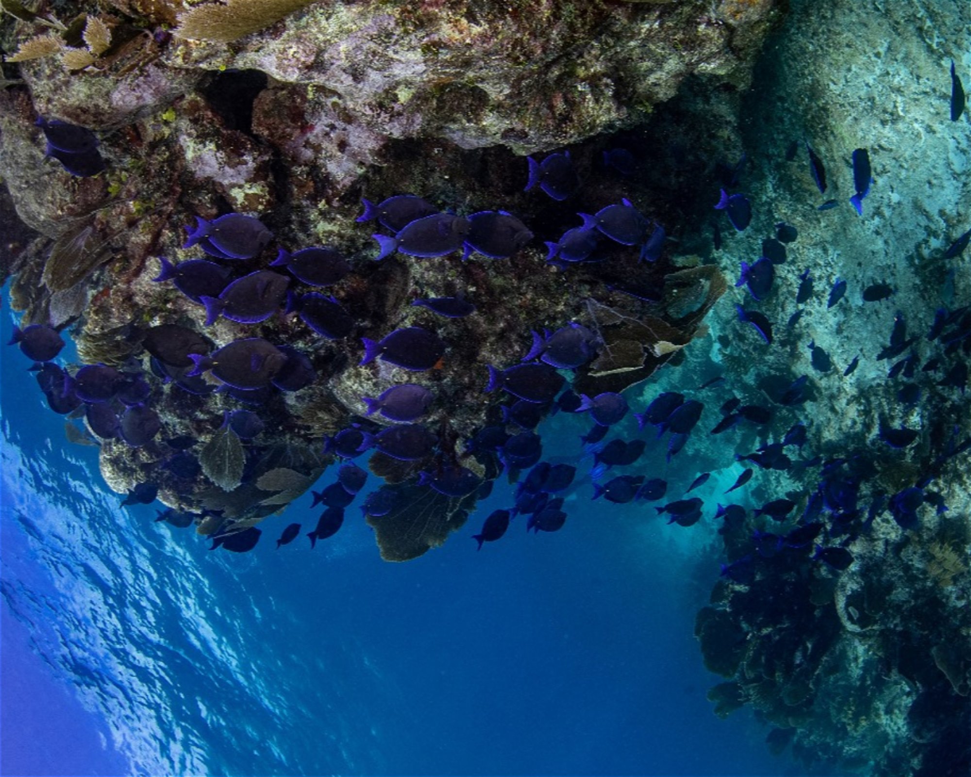 DeepSee Adventure, 77580 Puerto Morelos