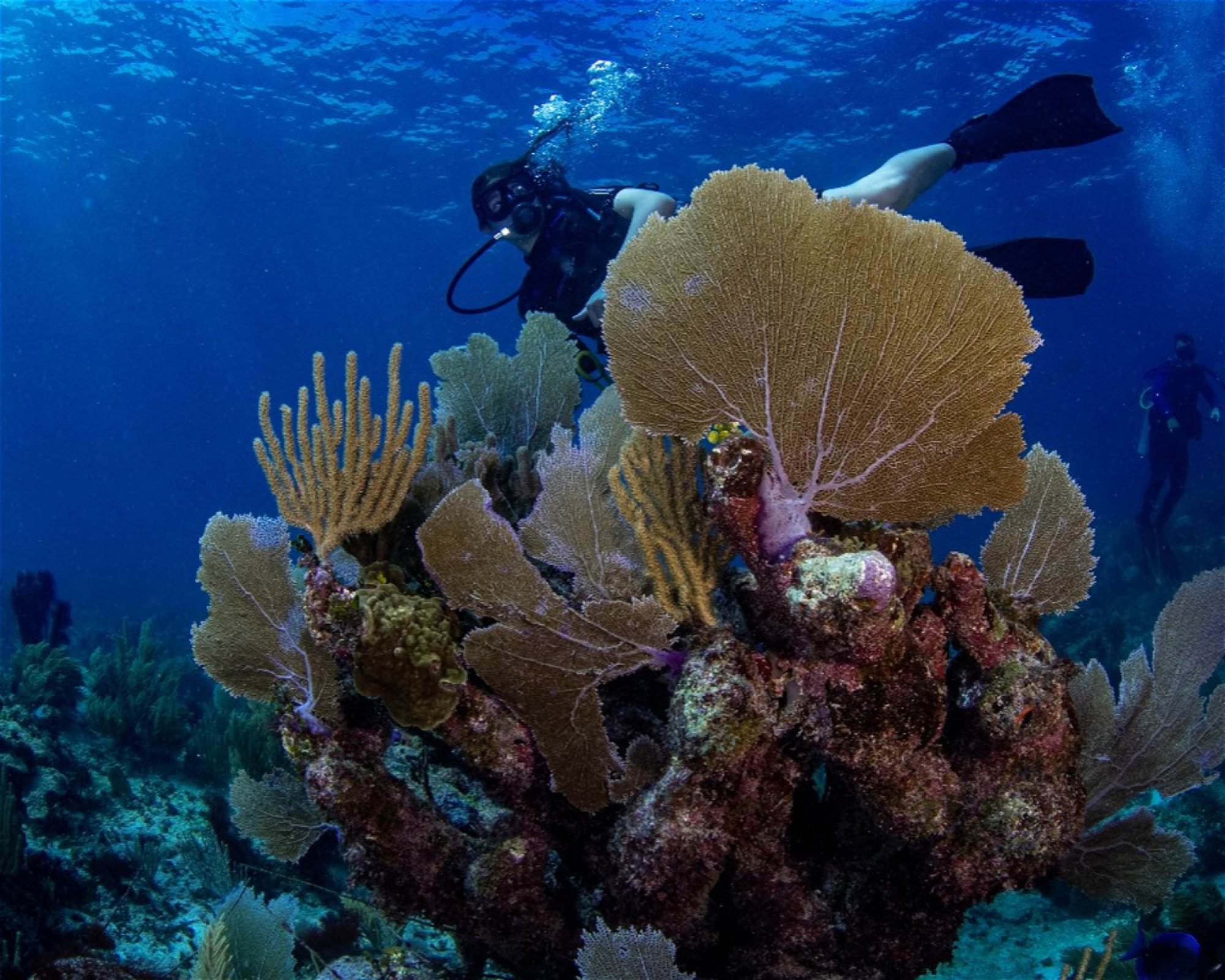 DeepSee Adventure, 77580 Puerto Morelos