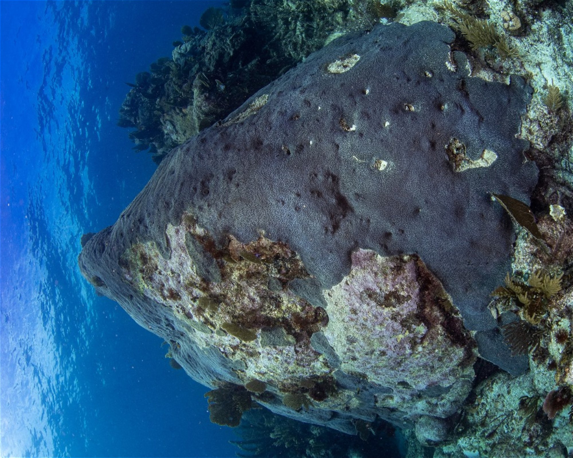 DeepSee Adventure, 77580 Puerto Morelos