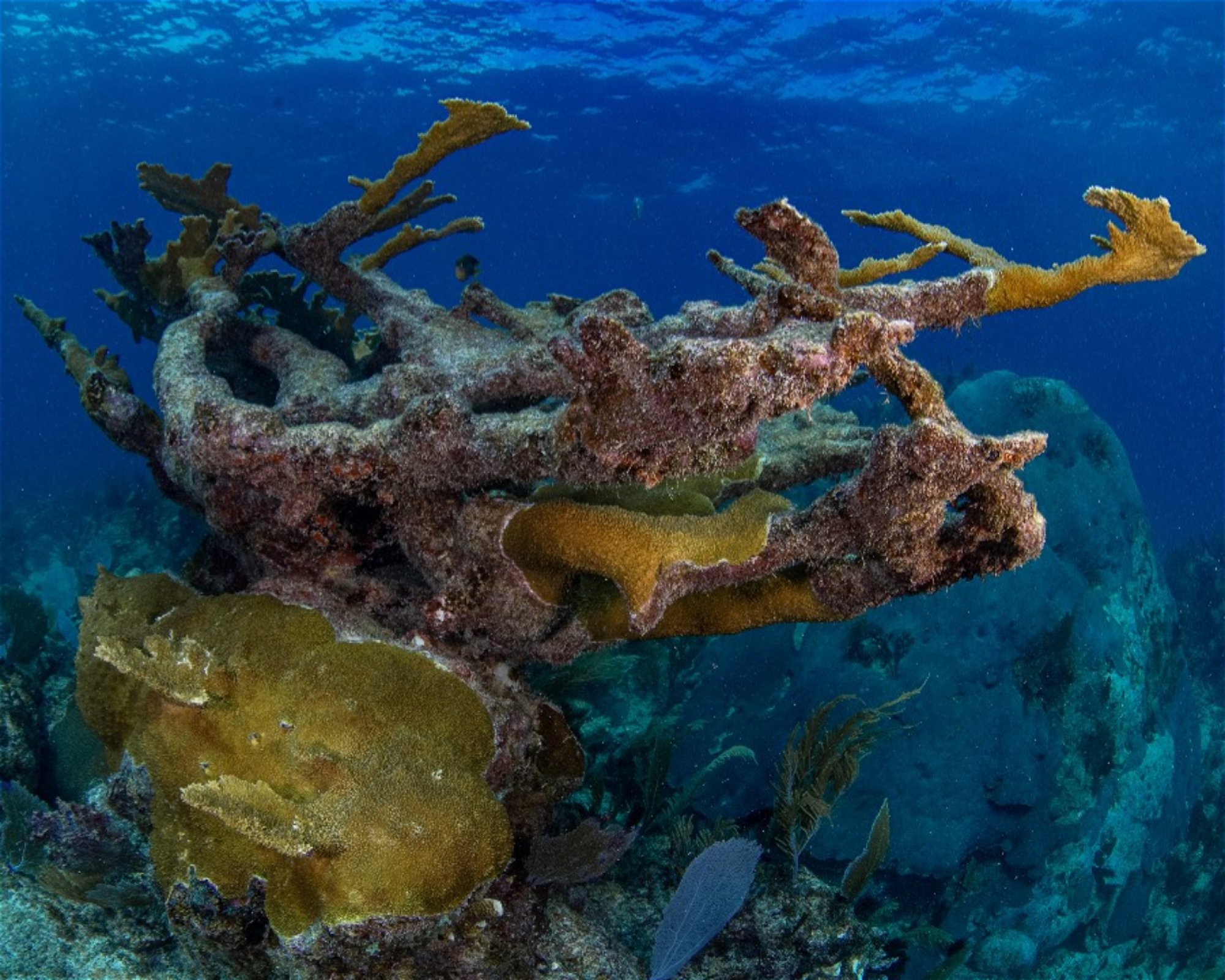 DeepSee Adventure, 77580 Puerto Morelos