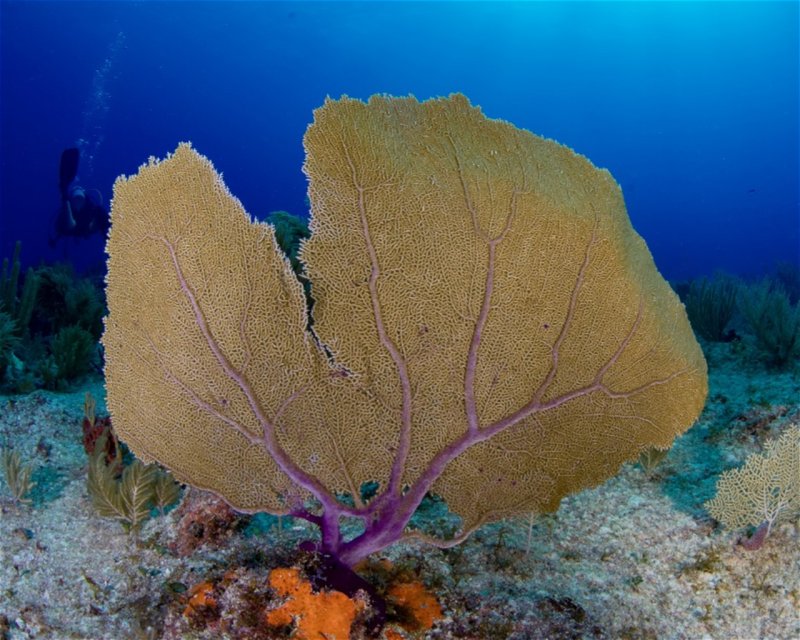 Divesite Image