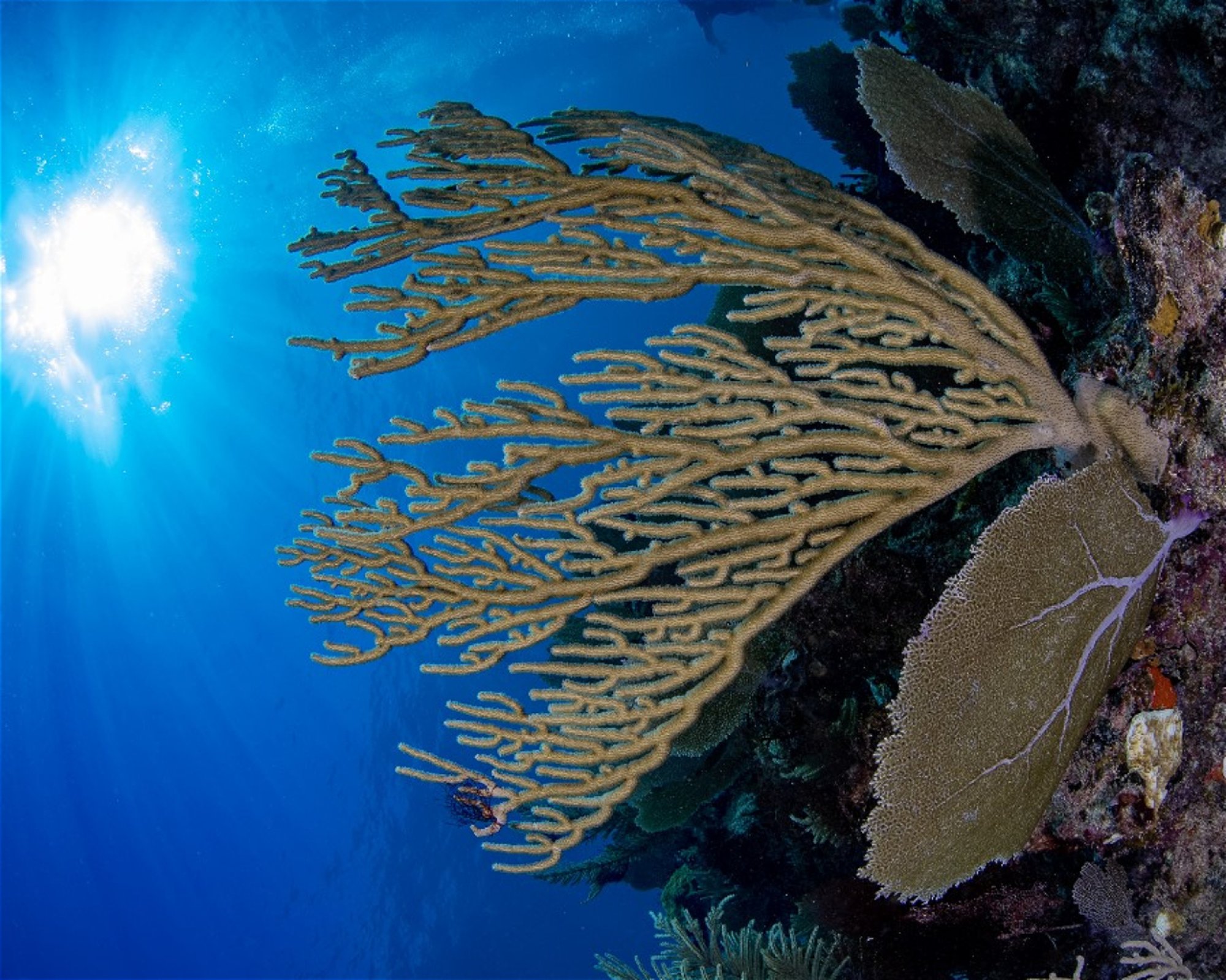 DeepSee Adventure, 77580 Puerto Morelos