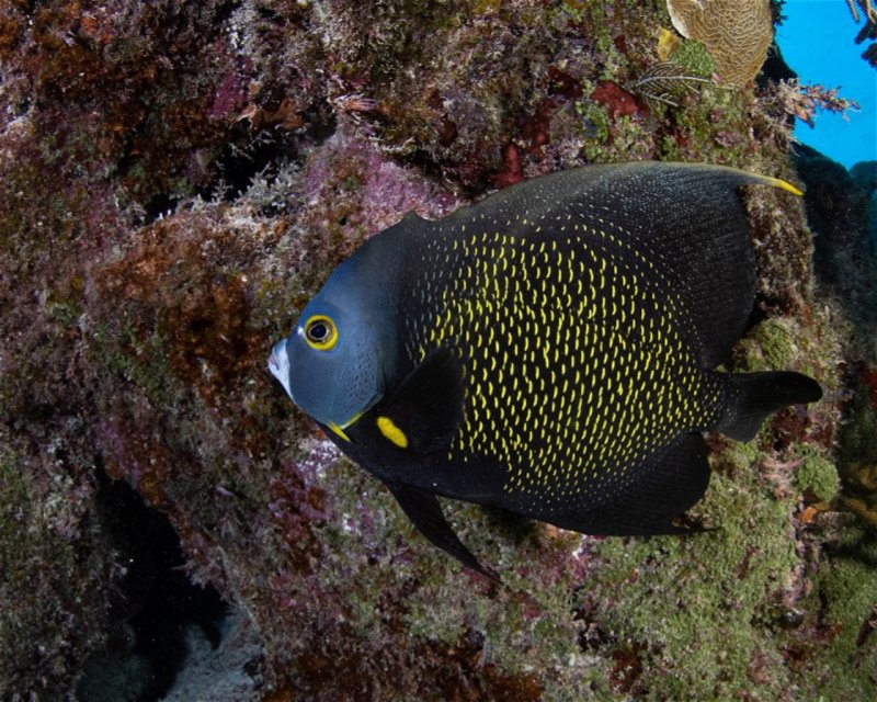 Divesite Image