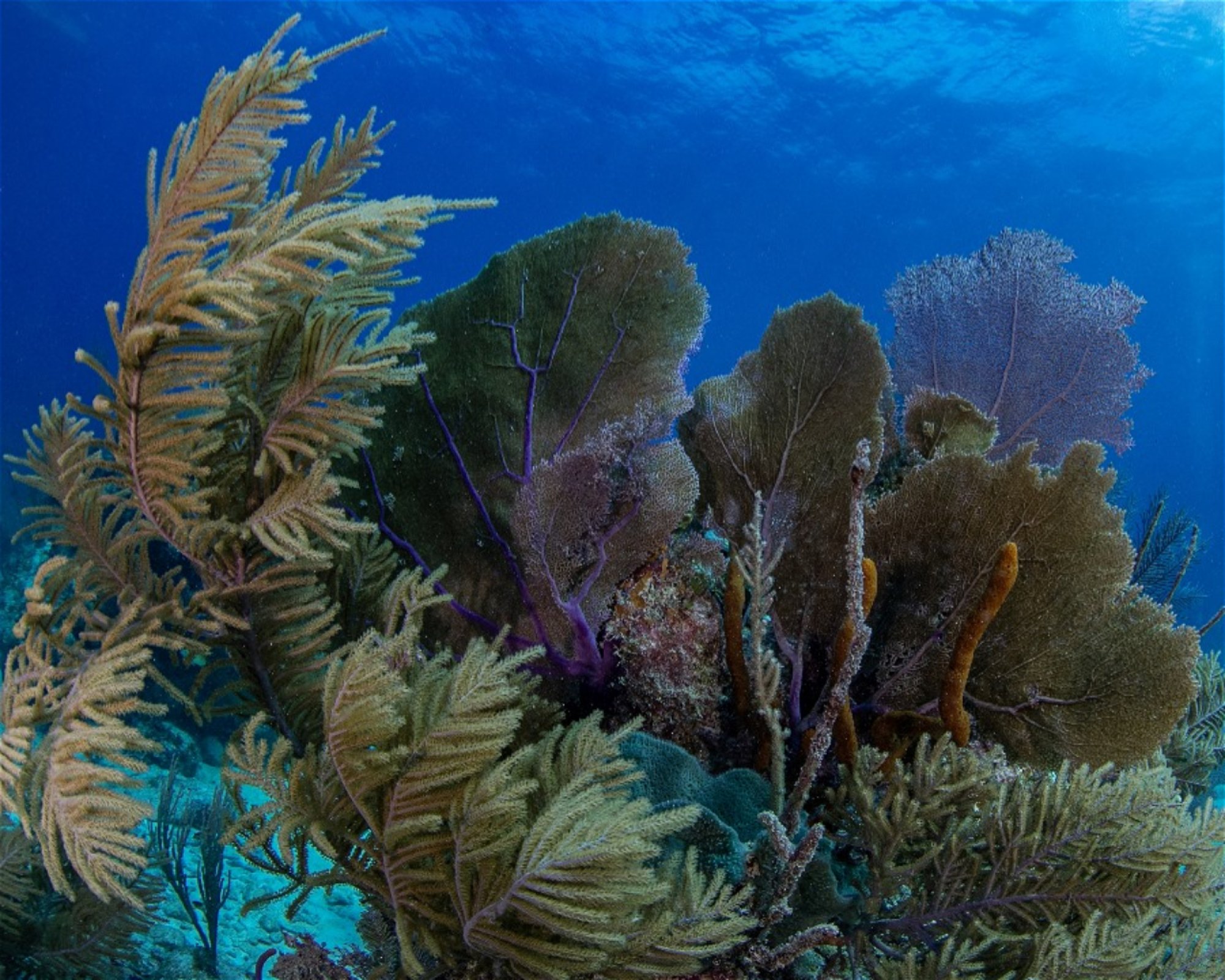 DeepSee Adventure, 77580 Puerto Morelos