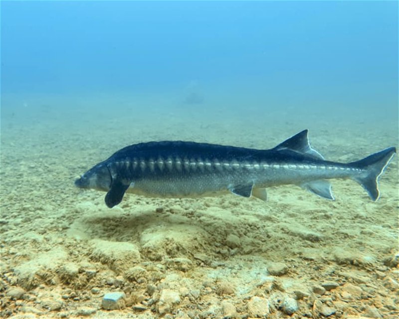 Divesite Image