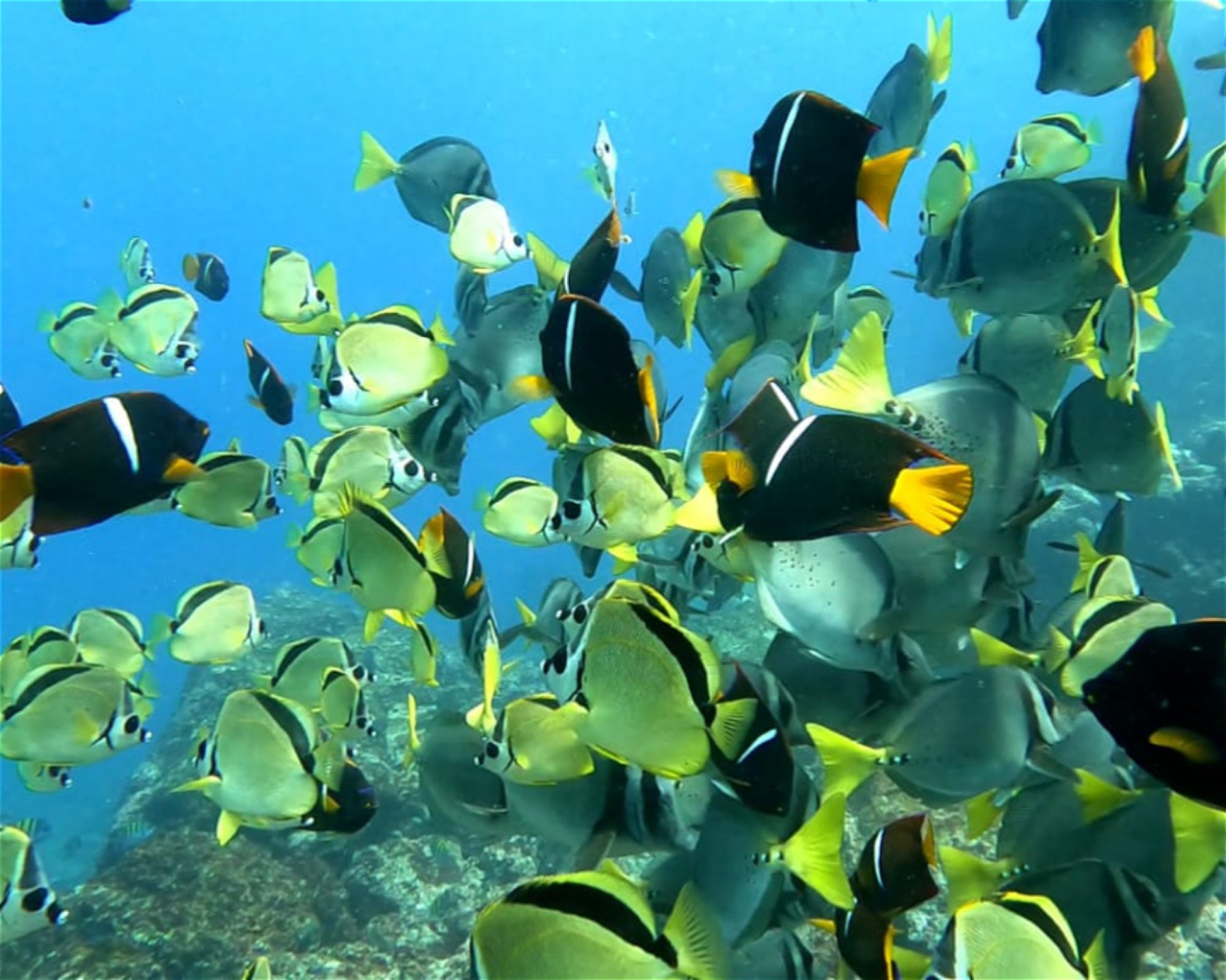 ChrisDiving, Dive Center Costa Rica, 50304 Playa Potrero