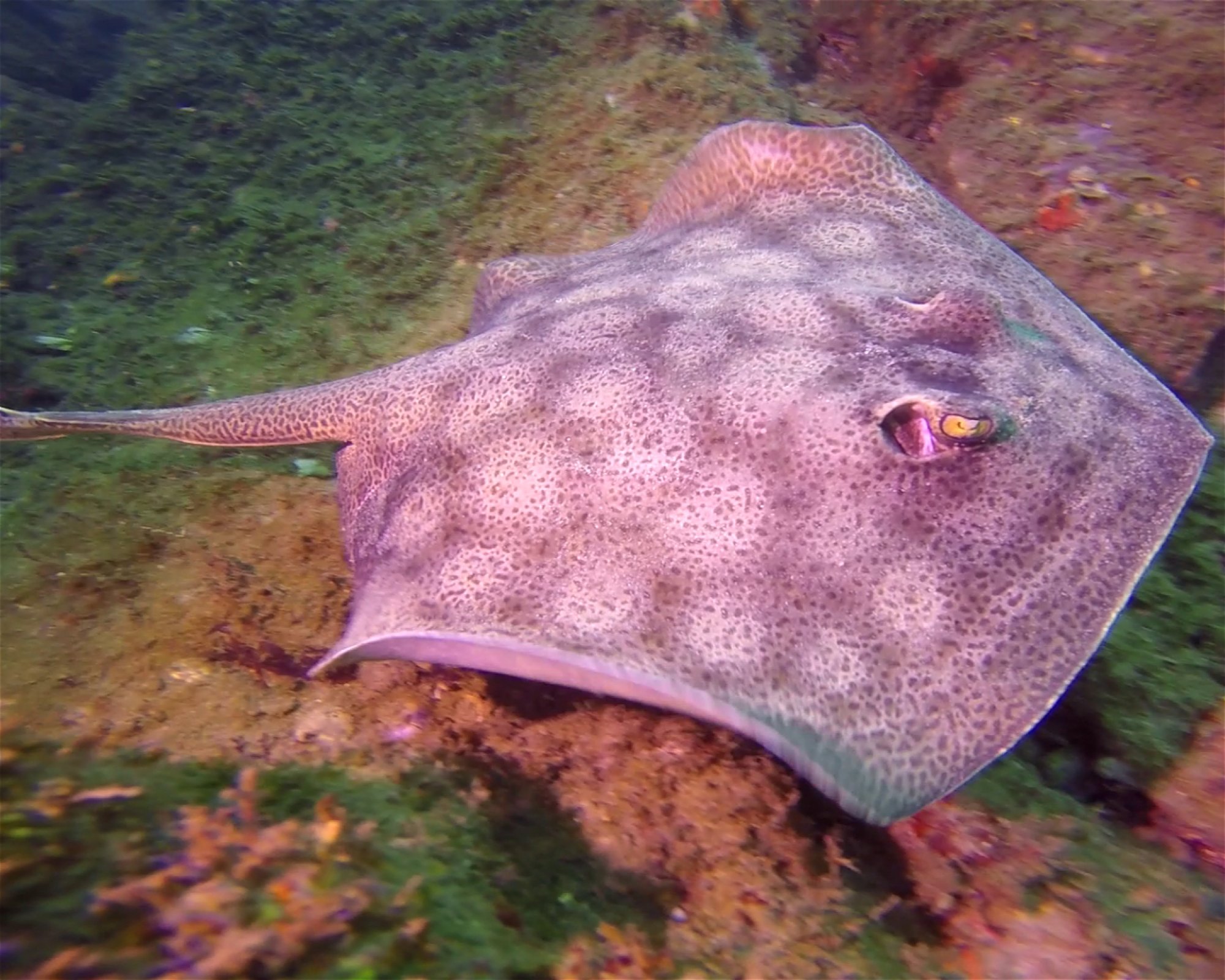 ChrisDiving, Dive Center Costa Rica, 50304 Playa Potrero