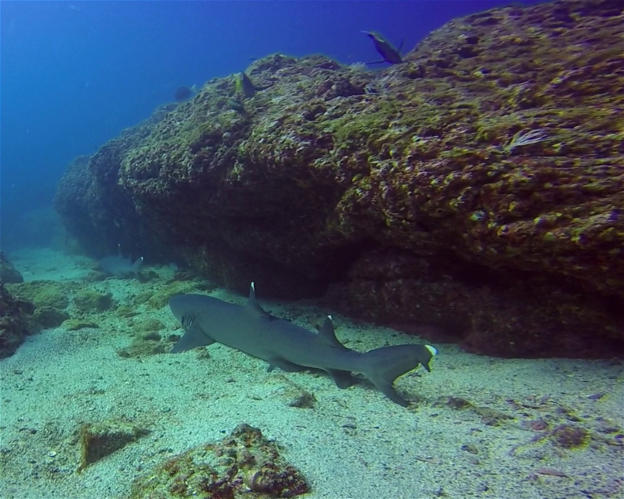 ChrisDiving, Dive Center Costa Rica, 50304 Playa Potrero