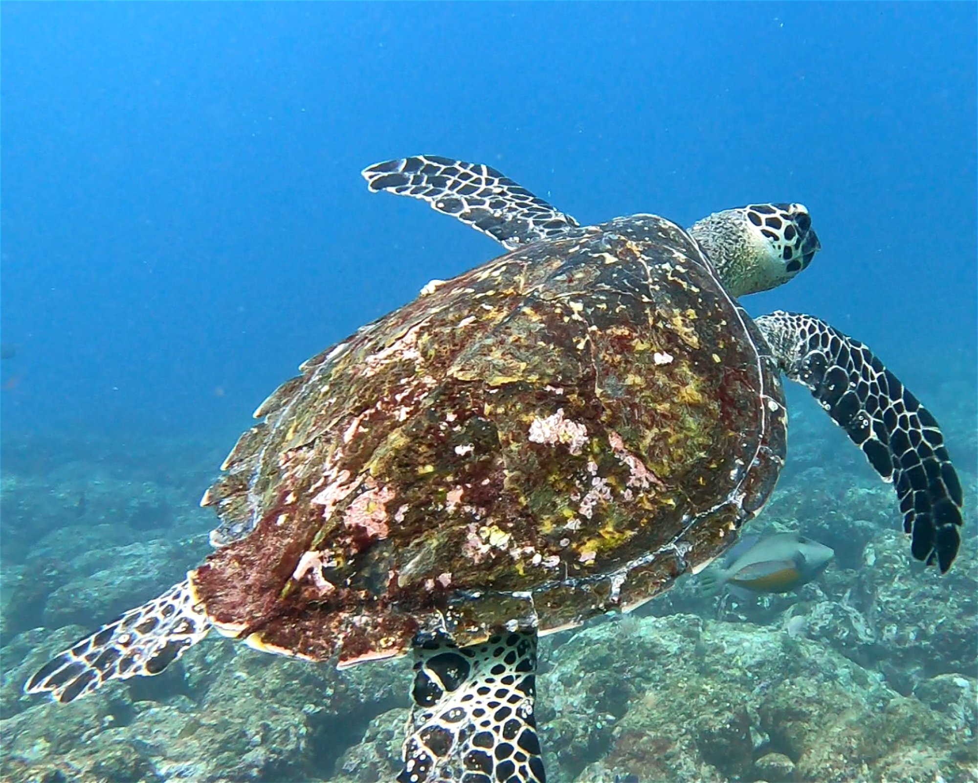 ChrisDiving, Dive Center Costa Rica, 50304 Playa Potrero