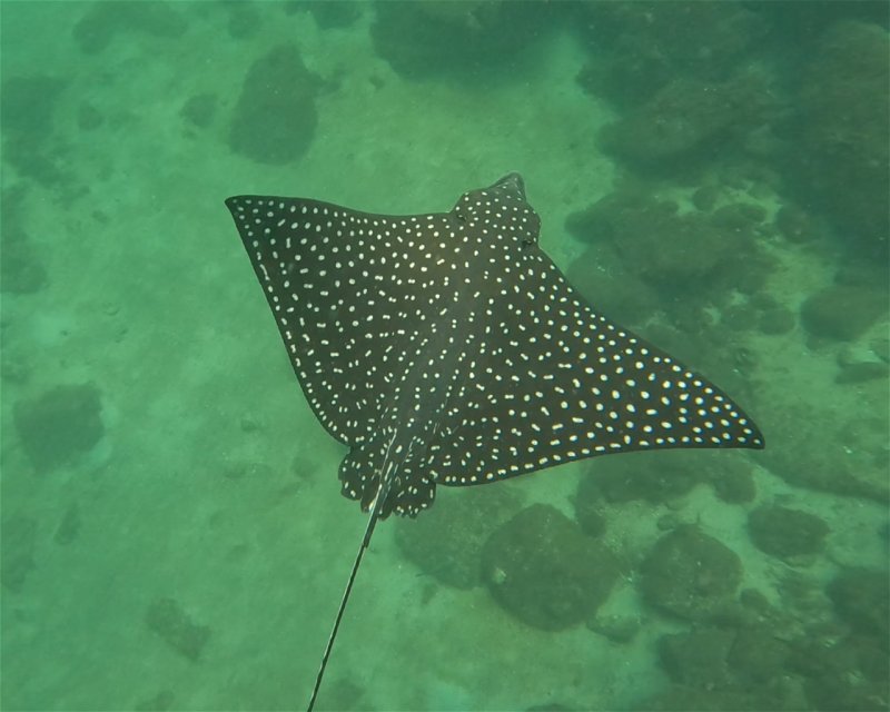 Divesite Image