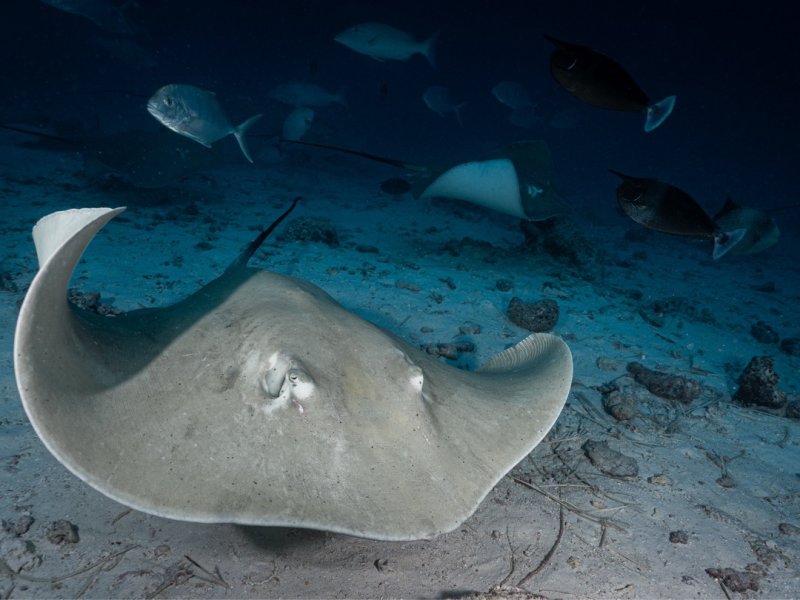 Divesite Image