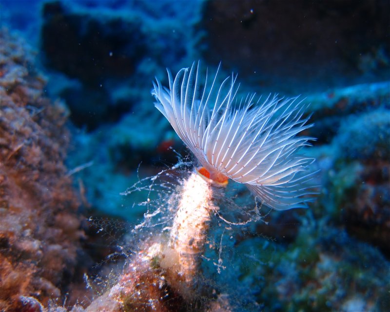 Divesite Image