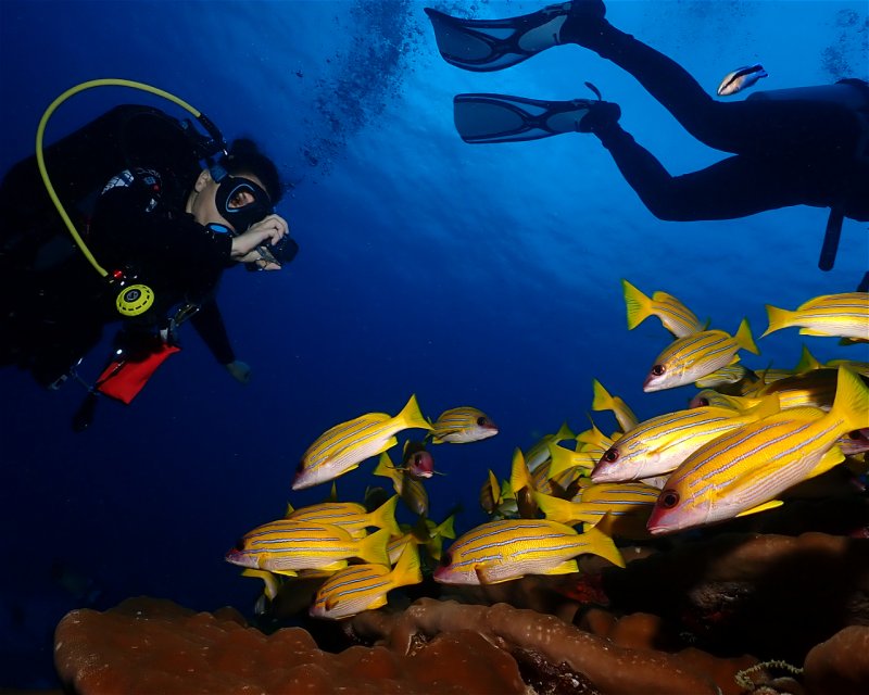Divesite Image