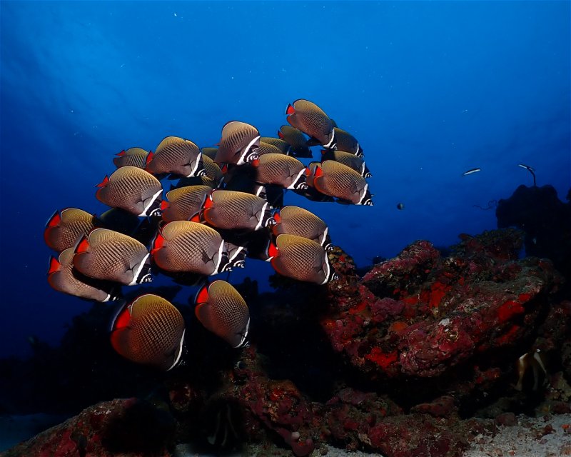 Divesite Image