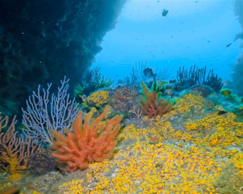 Divesite Image