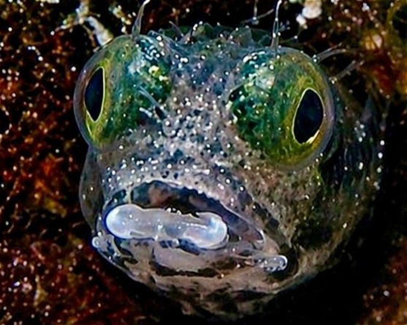 Divesite Image