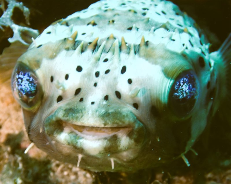 Divesite Image