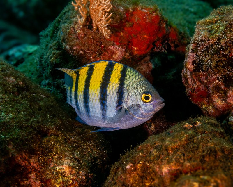 Divesite Image