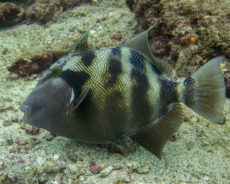 Divesite Image