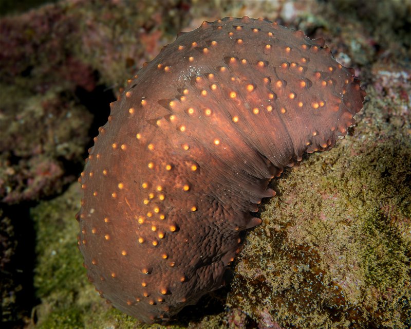 Divesite Image