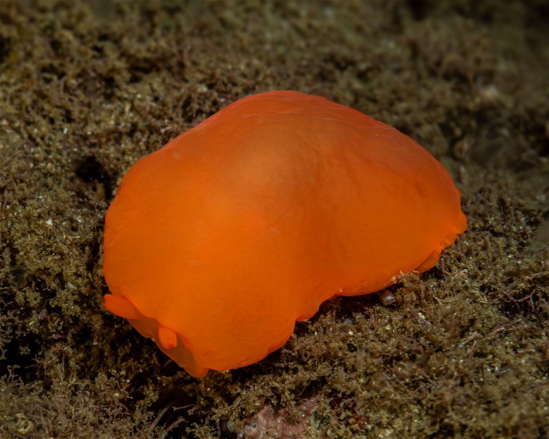 Divesite Image
