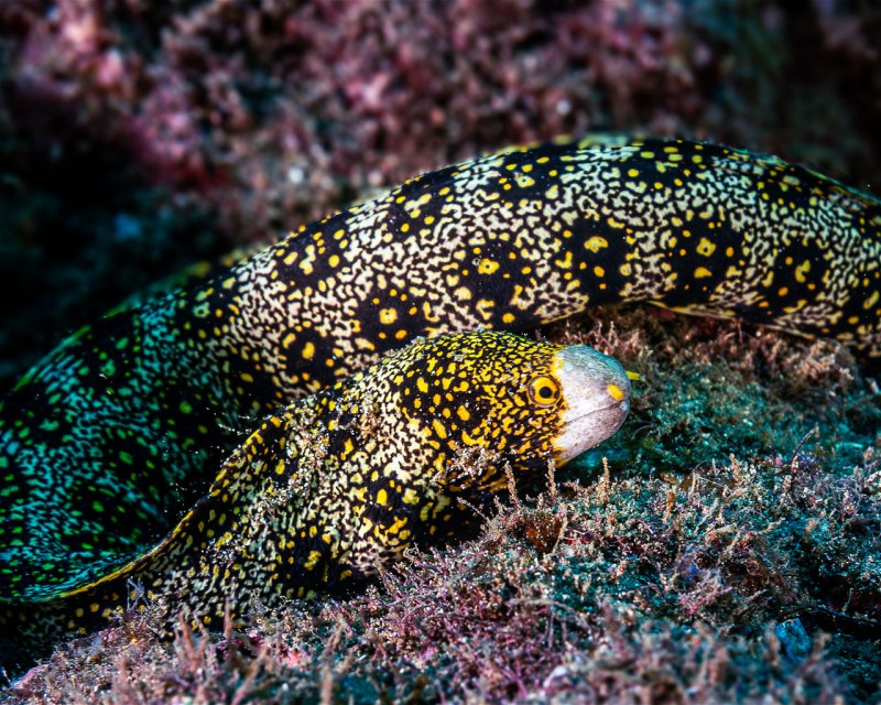 Divesite Image