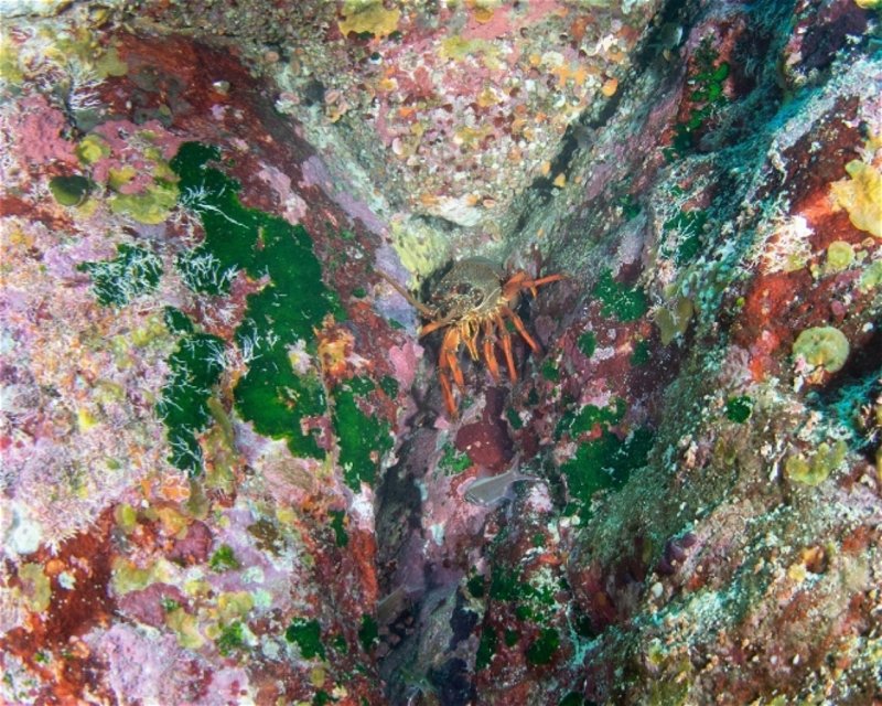 Divesite Image