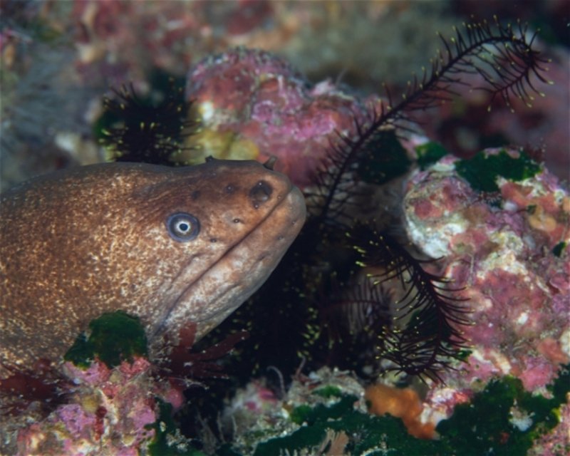 Divesite Image