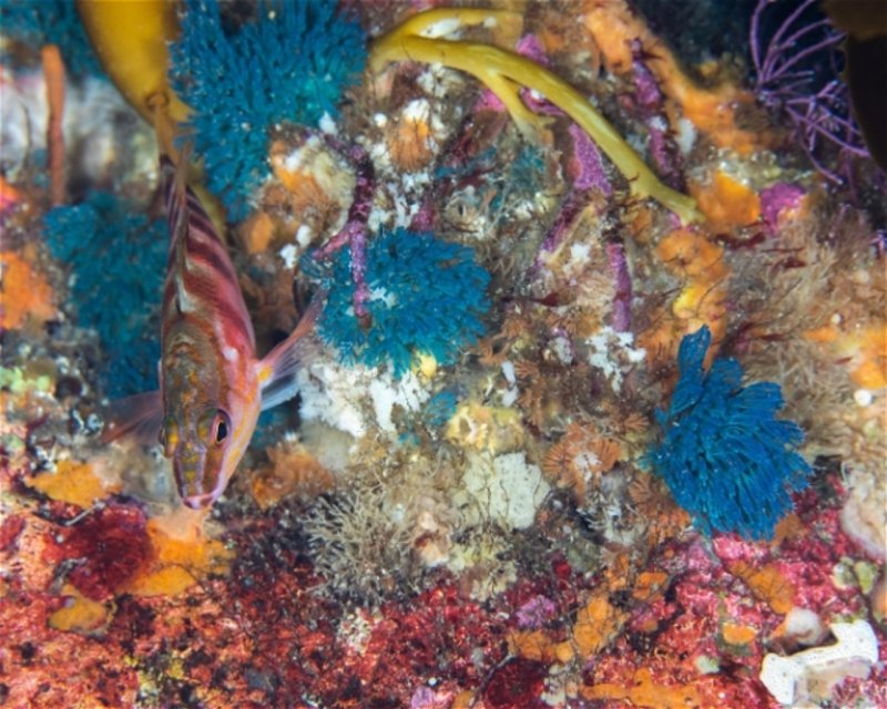 Divesite Image