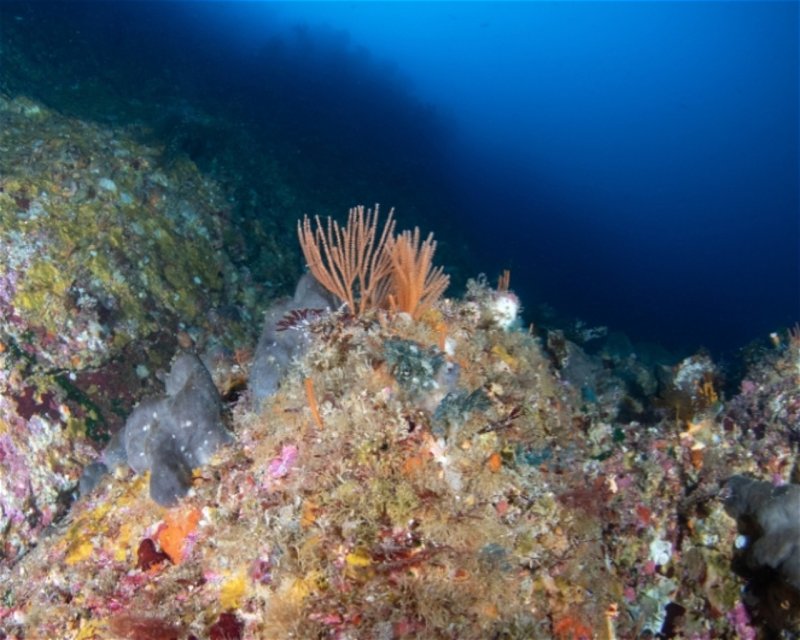 Divesite Image