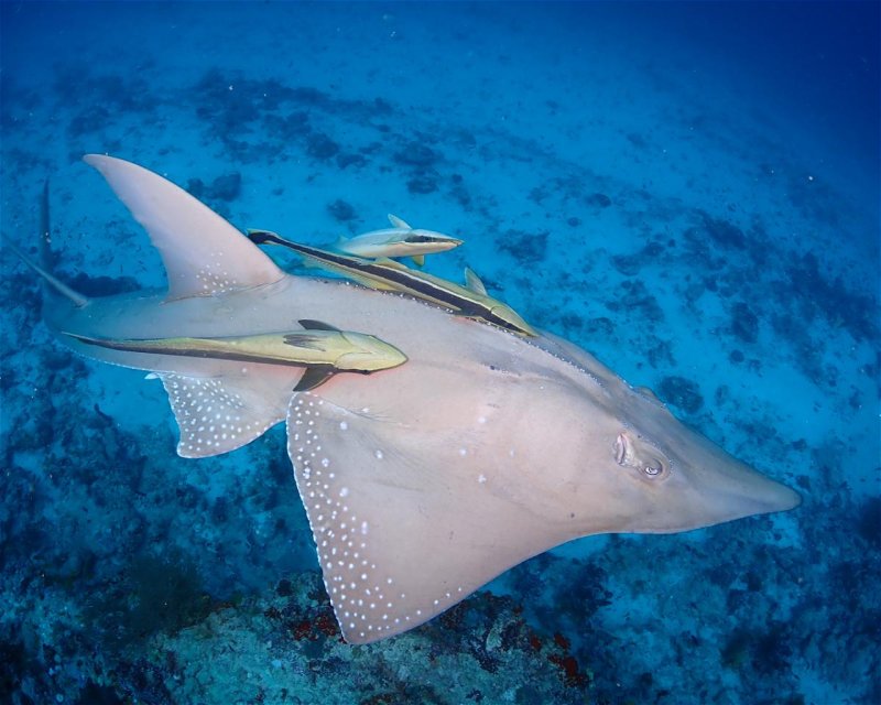 Divesite Image