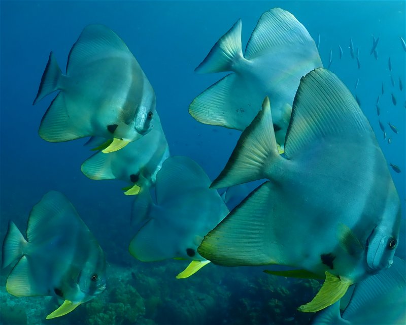 Divesite Image