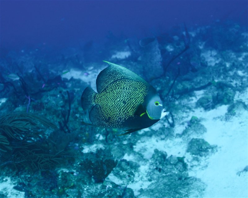 Divesite Image