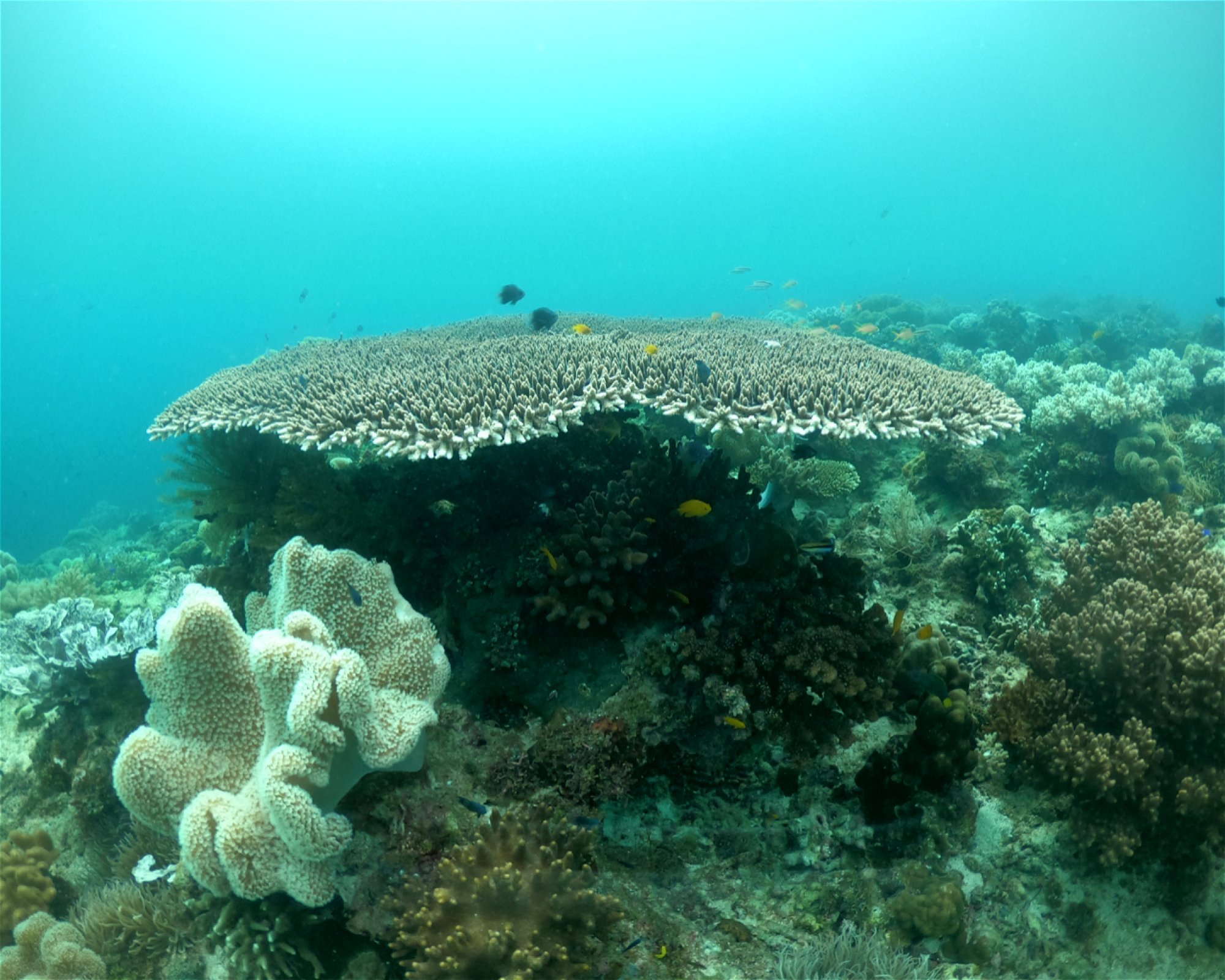 HB ANDA SCUBA DIVING CENTER CORP., 6311 ANDA