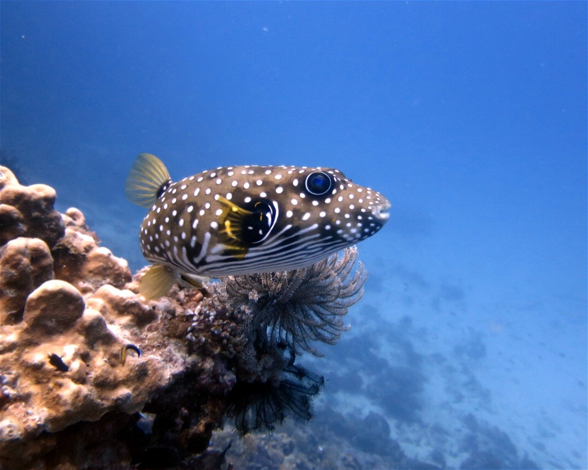 HB ANDA SCUBA DIVING CENTER CORP., 6311 ANDA