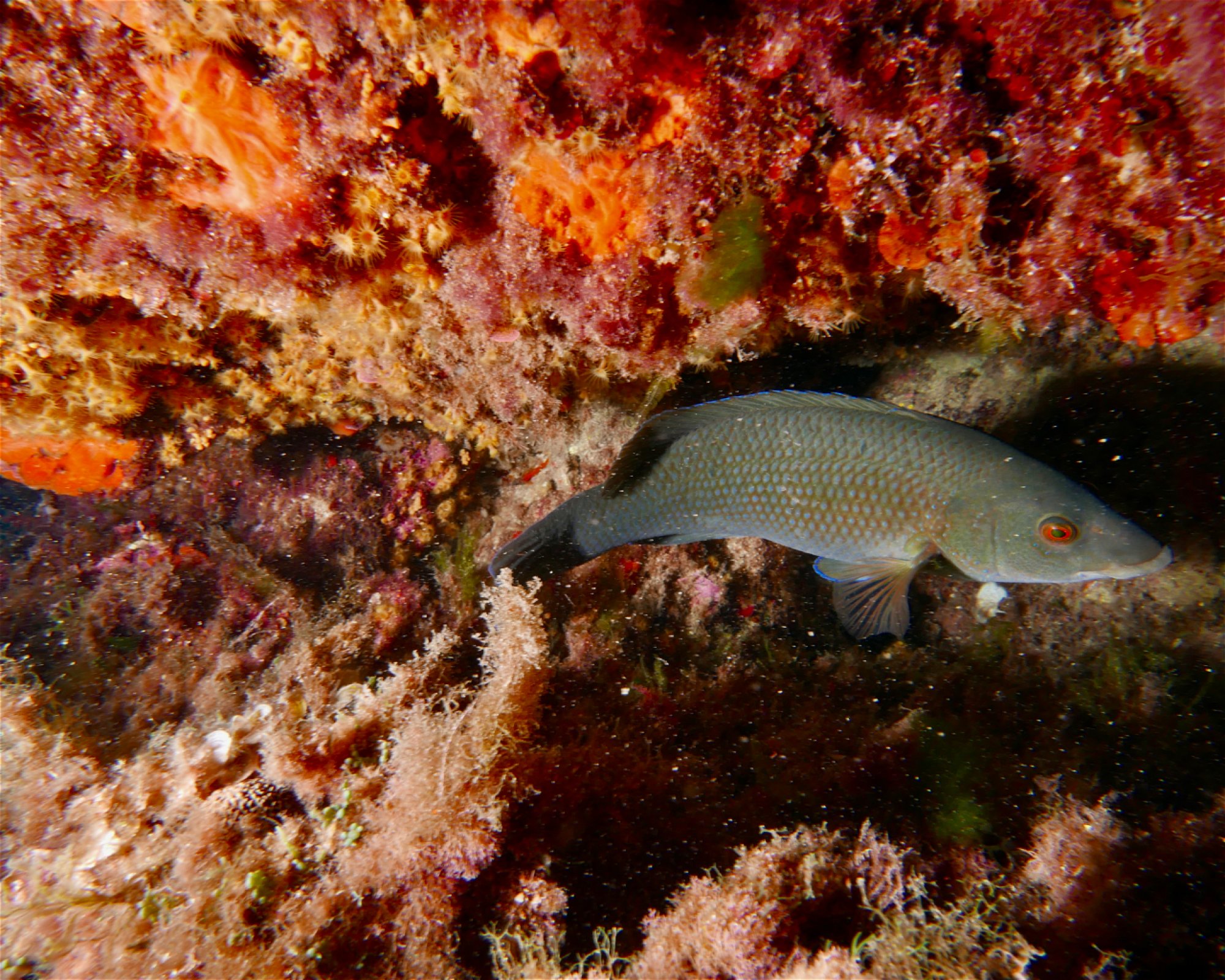 MASSUB DIVING CENTER - PORTOFINO, 16033 LAVAGNA