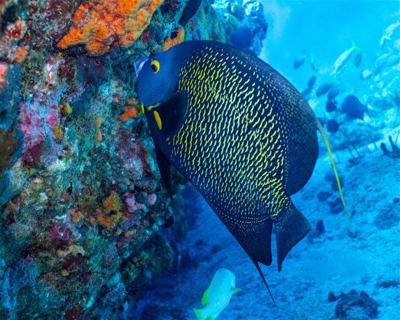 Divesite Image