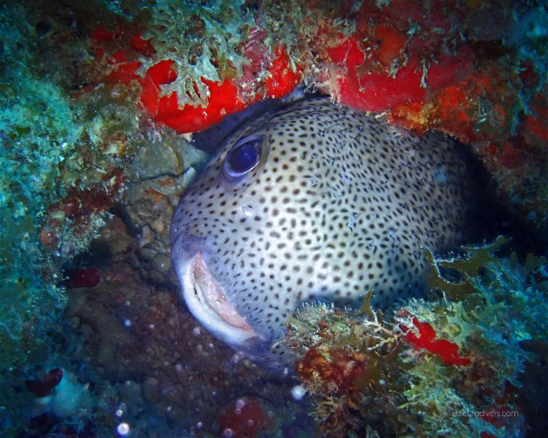 Divesite Image