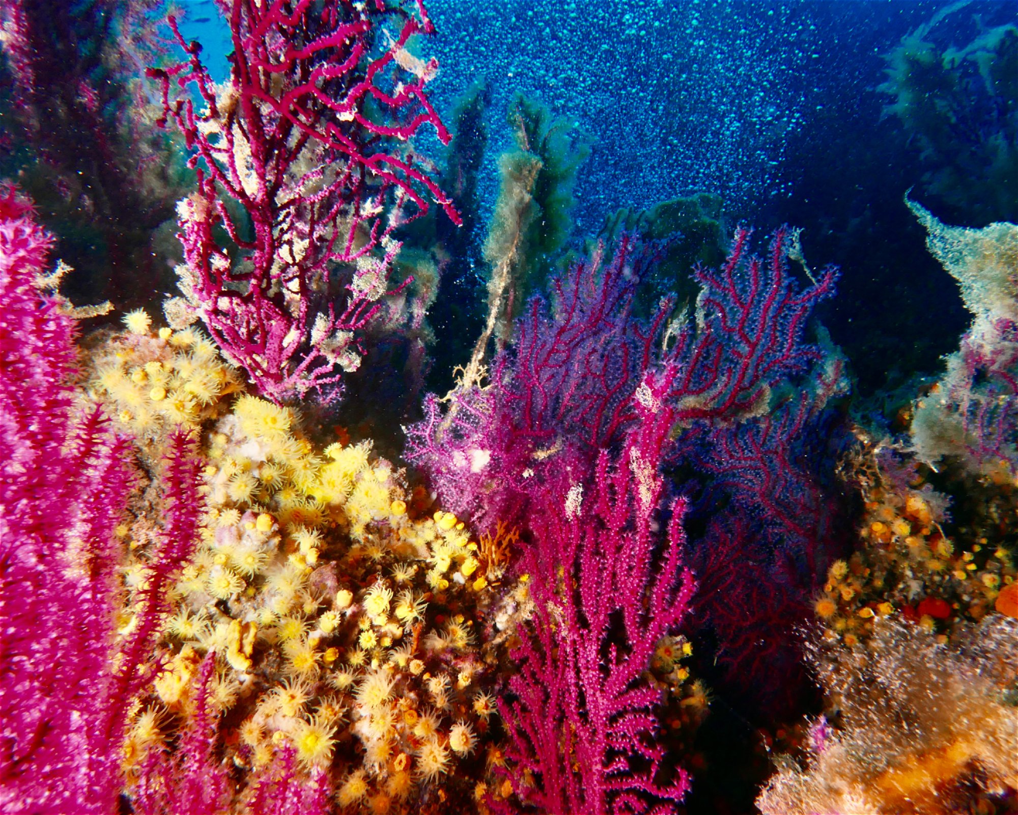 MASSUB DIVING CENTER - PORTOFINO, 16033 LAVAGNA
