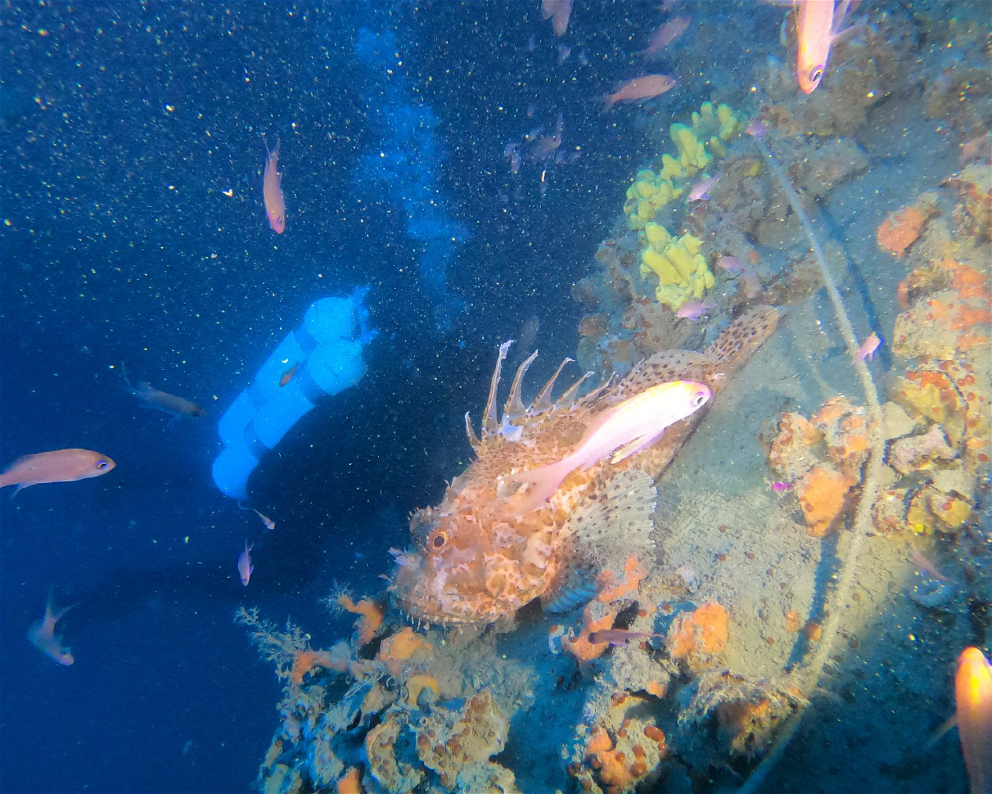 MASSUB DIVING CENTER - PORTOFINO, 16033 LAVAGNA
