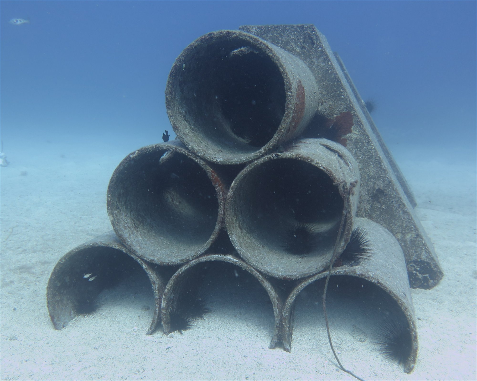 SCUBA SUR, 35120 Arguineguin