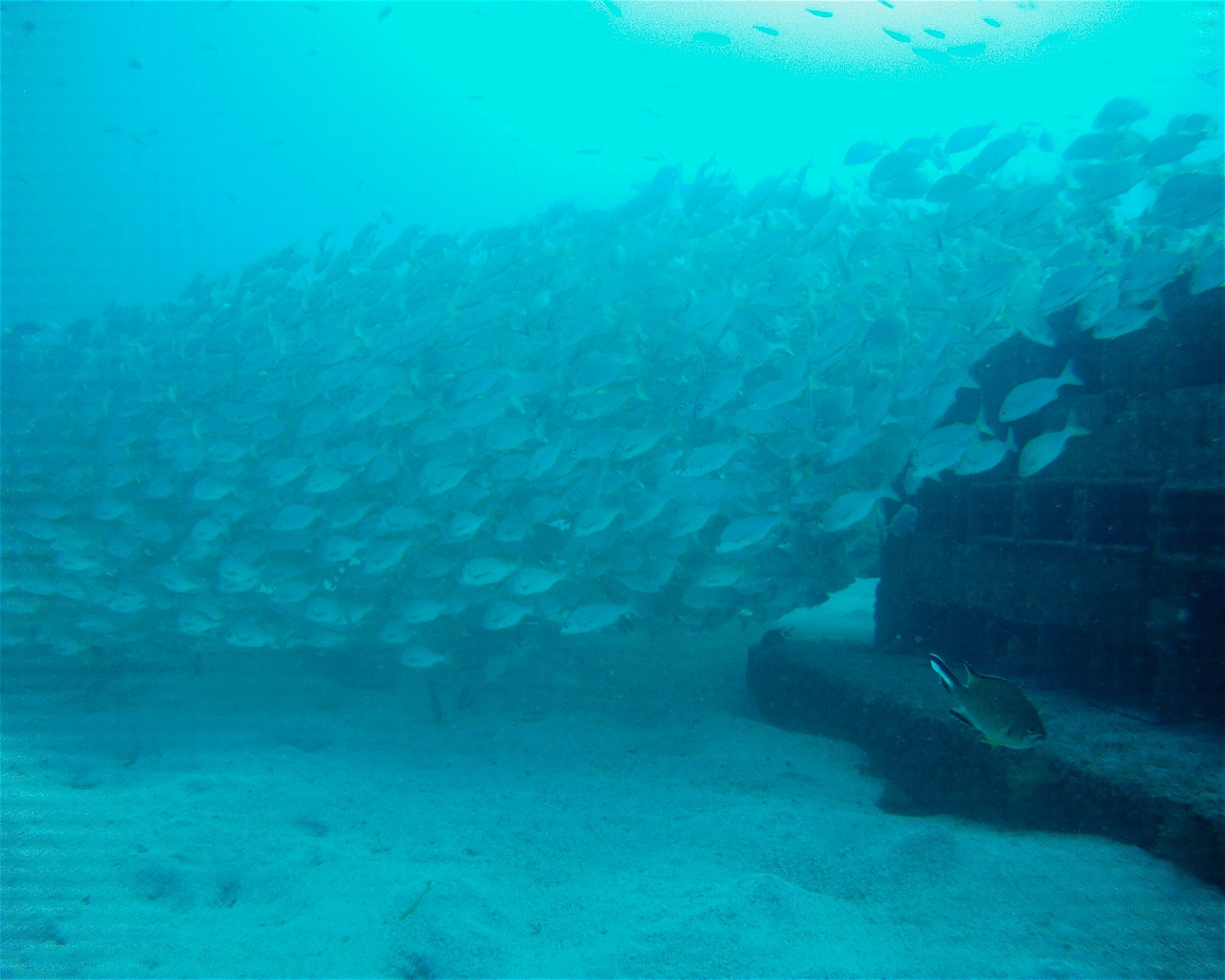 SCUBA SUR, 35120 Arguineguin