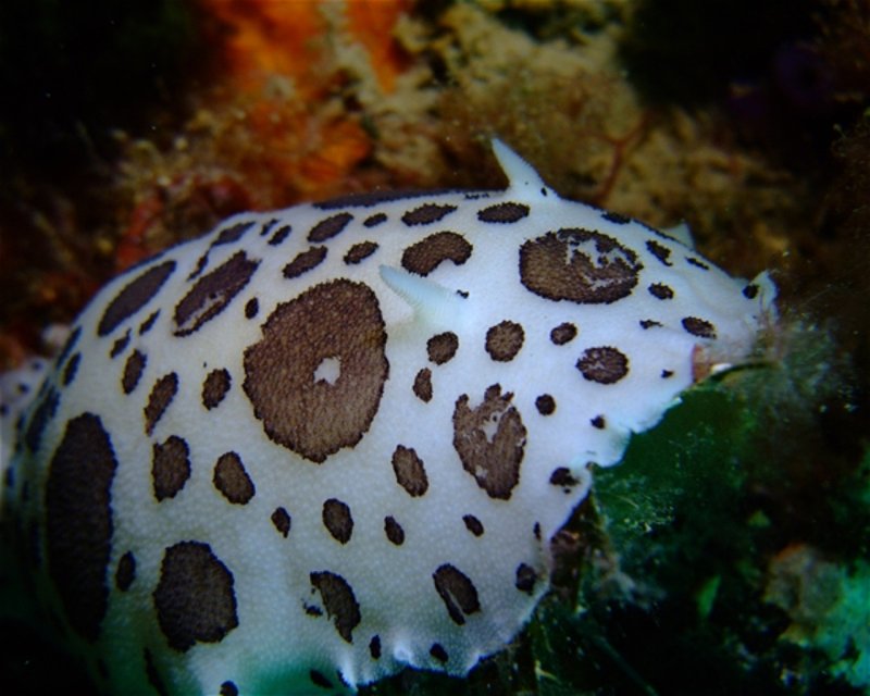 Divesite Image