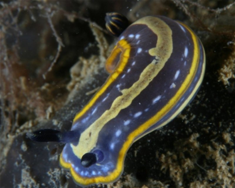 Divesite Image