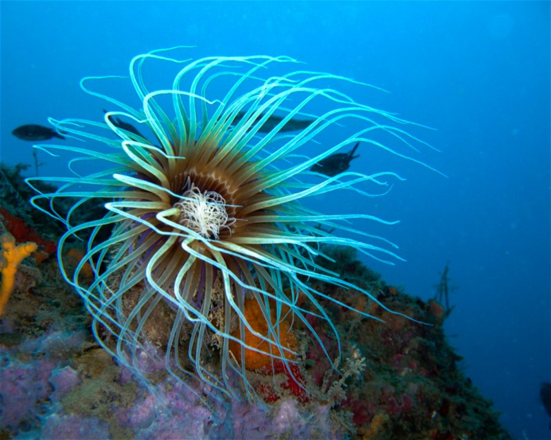Divesite Image