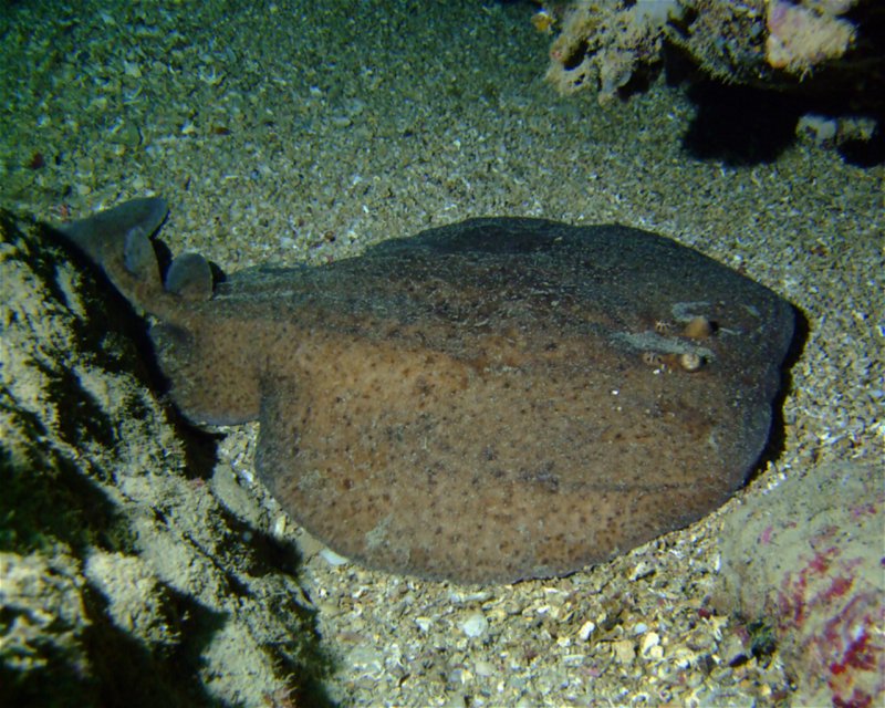 Divesite Image