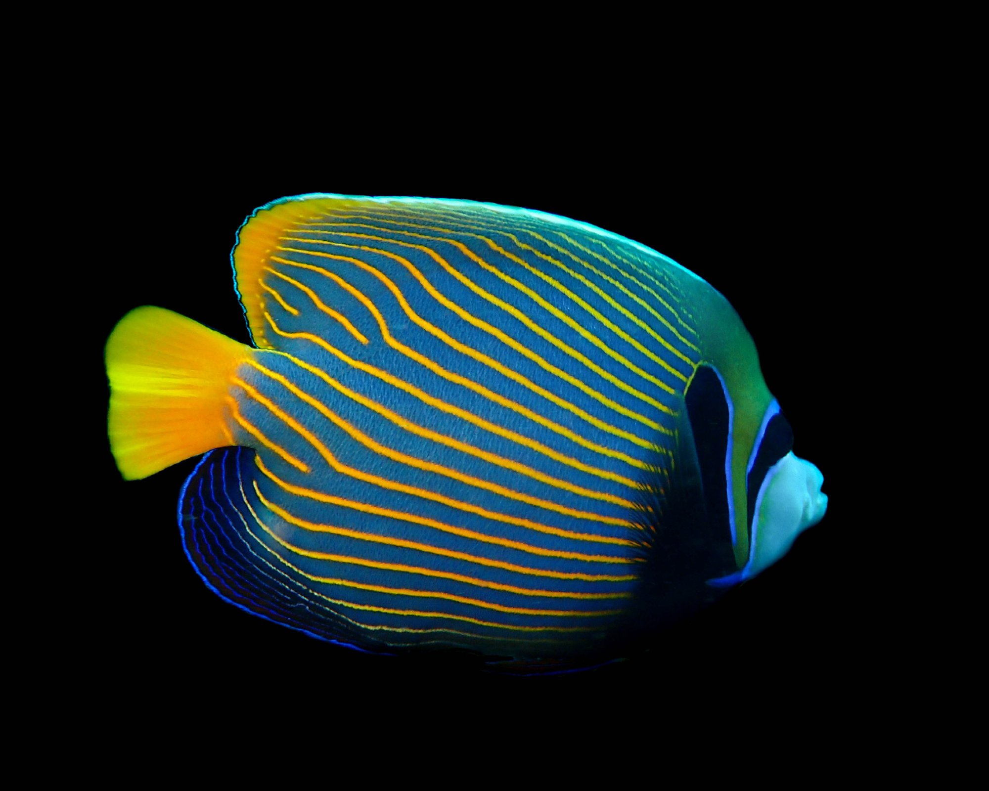 DivePoint Rannalhi, South Male Atoll